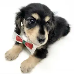 カニンヘン・ダックスフント