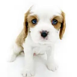 キャバリア・キングチャールズ・スパニエル