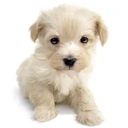 MIX（トイプードル×マルチーズ）