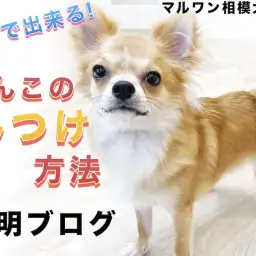 【 しつけ 】お家で出来る!犬のしつけ、トレーニング方法の説明書はこのブログ!