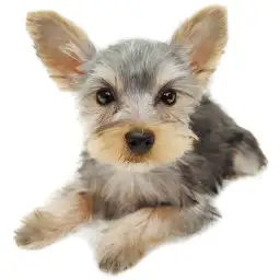 ヨークシャーテリア