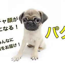 【 パグ 】ぺちゃ顔がクセになる!しわのお手入れ方法も大公開!