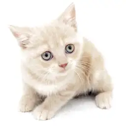 ブリティッシュショートヘア