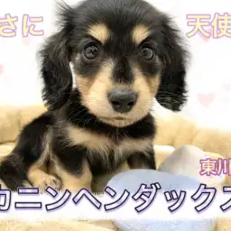 【 カニンヘンダックス 】大人気ブラック&イエローの癒し系おっとりダックス参上!