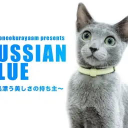 【 ロシアンブルー 】気品漂う美しさの持ち主!肩乗り名人の女の子!