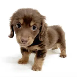 ミニチュア・ダックスフント