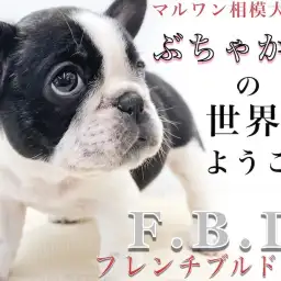【 フレンチブルドッグ 】短頭種好き必見!当店の特殊育成&特徴をブルマニアが紹介