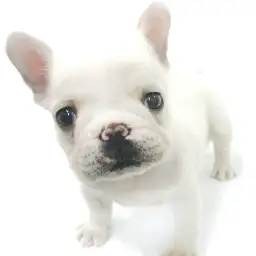 フレンチブルドッグ