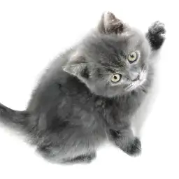 ブリティッシュショートヘア