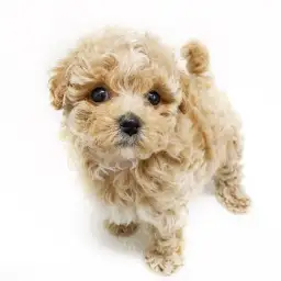 MIX（マルチーズ×トイプードル）