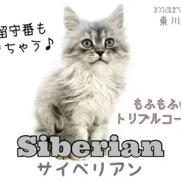 【 サイベリアン 】トリプルコートの大型長毛種!お留守が多いご家庭でも飼いやすい!