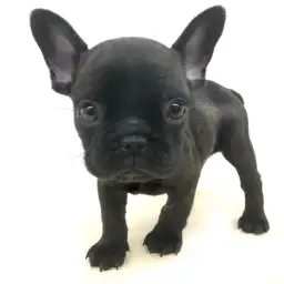 フレンチブルドッグ