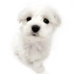 ビションフリーゼ