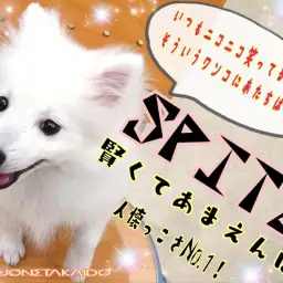 【 スピッツ 】人懐っこさNo.1の純白スピッツちゃんトレーニング成果披露!