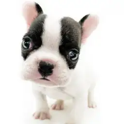 フレンチブルドッグ