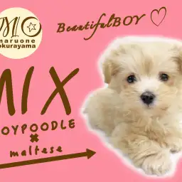【 MIX 】透明感あふれるなめらかクリーミーテイストのマルプー登場！