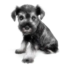 ミニチュア・シュナウザー