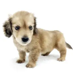 ミニチュア・ダックスフント