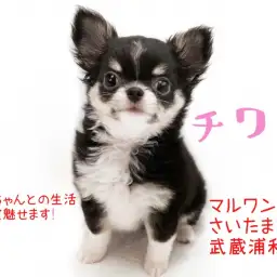 【 チワワ 】小さなチワワちゃんに必要な生活スペースは新聞紙1枚分!