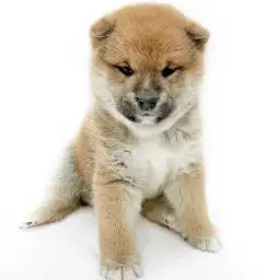 柴犬