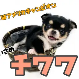 【 チワワ 】パパはアメリカチャンピオン！良血統チワワちゃん登場！