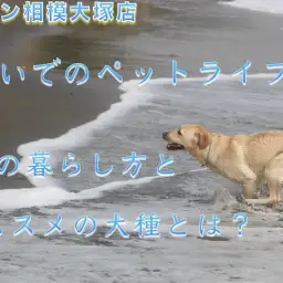 【 神奈川ペットライフ 】湘南エリア・海沿いでの犬との生活&オススメの犬種!
