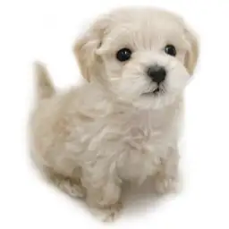 MIX（トイプードル×マルチーズ）