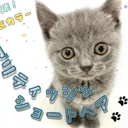 【 ブリティッシュショートヘア 】丸顔代表!遊び好きなブリティッシュちゃん!
