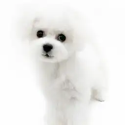 ビションフリーゼ