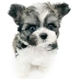 MIX（チワワ×マルプー）