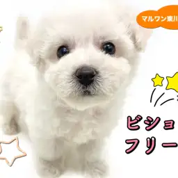 【 ビションフリーゼ 】童顔・ドワーフ・純白の男子！お迎えに必要な用品もご紹介！