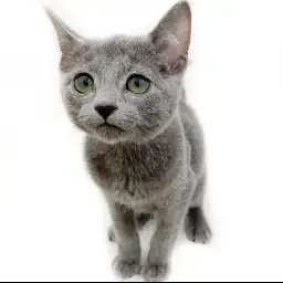 ロシアンブルー