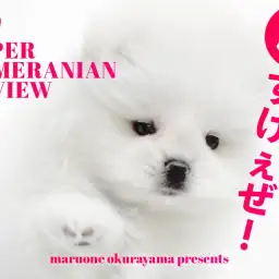 【 たぬきポメ 】超短いマズルとパパは名門チャオリヤの白ポメラニアン登場!