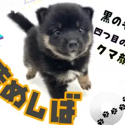 【 豆柴犬 】KC認定の希少な黒豆柴！丸いフォルムのクマちゃん系フェイス！！