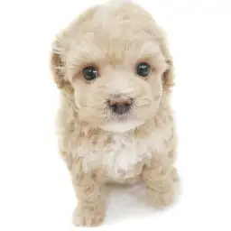 MIX（マルチーズ×トイプードル）