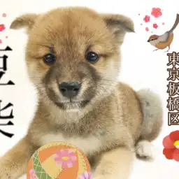 【 豆柴 】幸せを呼ぶほっこり癒し顔！こぐま系豆柴ちゃん登場！！