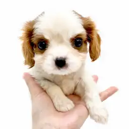 キャバリア・キングチャールズ・スパニエル