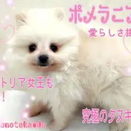 【 ポメラニアン 】ビクトリア女王も夢中になった愛らしさ！究極のタヌキポメ！