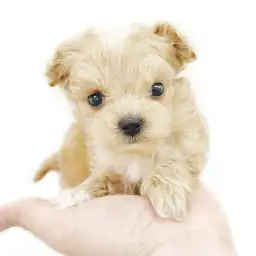 MIX（マルチーズ×トイプードル）