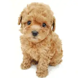 トイ・プードル