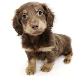 ミニチュア・ダックスフント