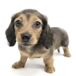 ミニチュア・ダックスフント