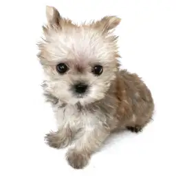 MIX（ヨークシャーテリア×マルチーズ）