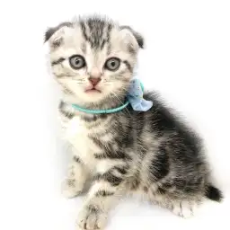 スコティッシュフォールド