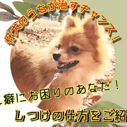 【 吠え癖 】吠え癖でお悩みの方!仔犬の今がチャンス!吠え癖のしつけをご紹介!