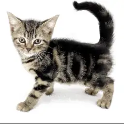 アメリカンショートヘア