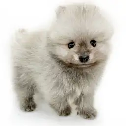 ポメラニアン