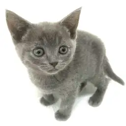 ブリティッシュショートヘア