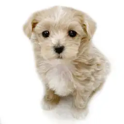 MIX（トイプードル×マルチーズ）