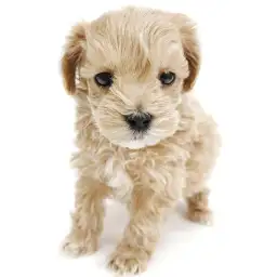 MIX（トイプードル×マルチーズ）